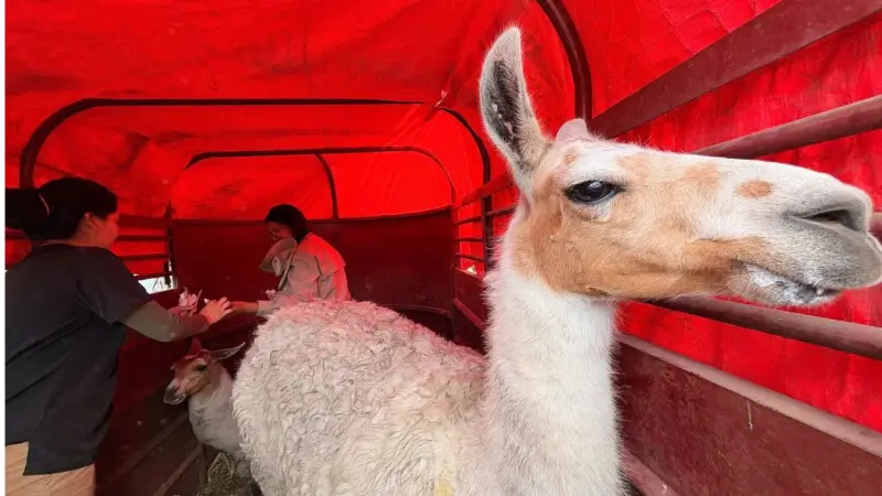 Resguardan a una pareja de llamas en Querétaro; están clínicamente estables