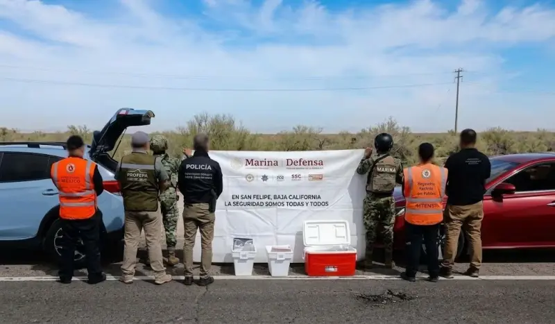 Abandonan dos autos con 719 pepinos de mar en la carretera Mexicali-San Felipe