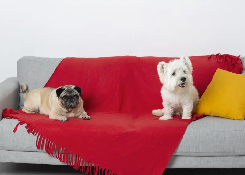 ¡Sin gastar de más! El sencillo método para eliminar el pelo de mascotas de tu sillón