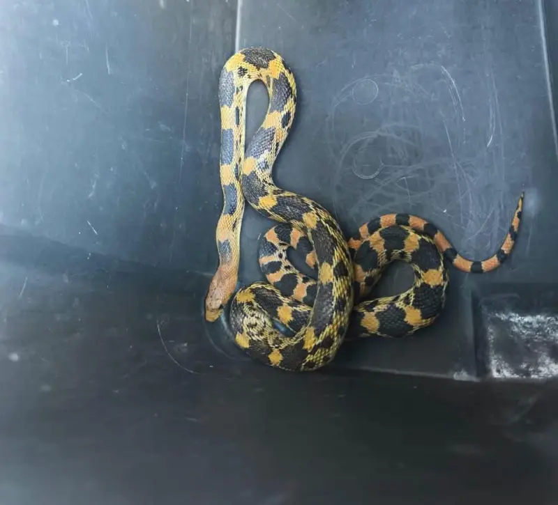 Rescatan serpiente alicante que fue localizada en un preescolar de Rancho Banthí en SJR