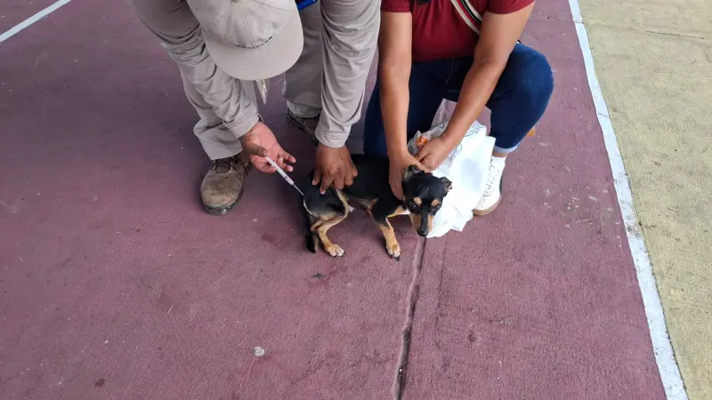 Cozumel pone 3 mil vacunas antirrábicas al alcance de perros y gatos
