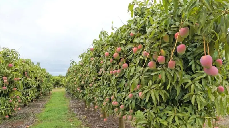 Del limón al coco y mango: anuncian inversión de más de 600 millones de pesos en Yucatán