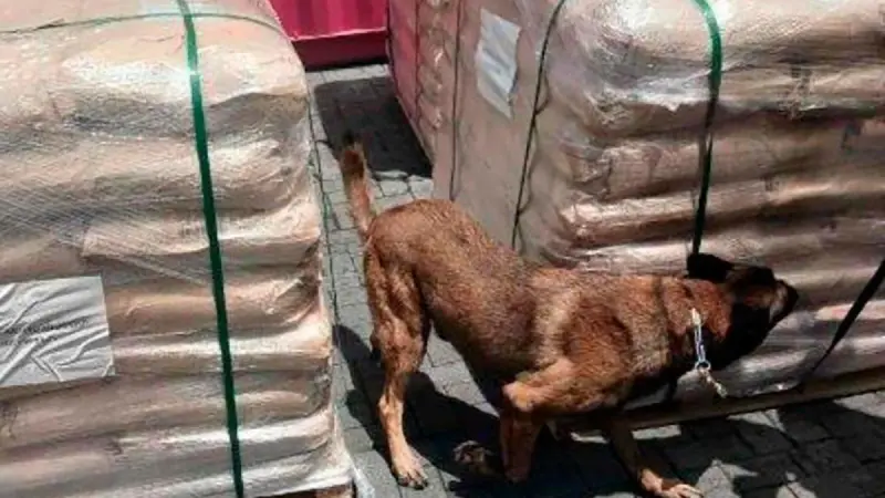 Inmovilizan más de 54 toneladas de dextrosa anhidra en aduana de Manzanillo