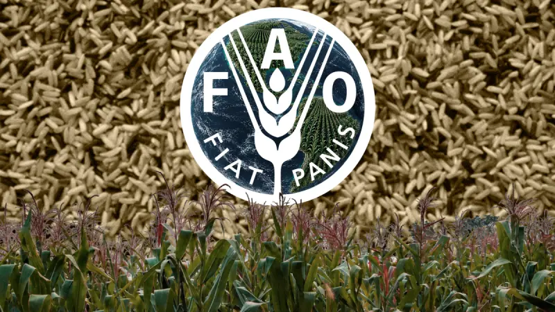 FAO prevé producción mundial de maíz de 1,309 millones de toneladas en 2026