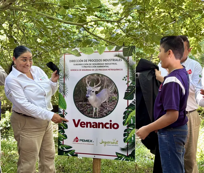 Venancio, primer venado cola blanca en el parque Jaguaroundi en Veracruz