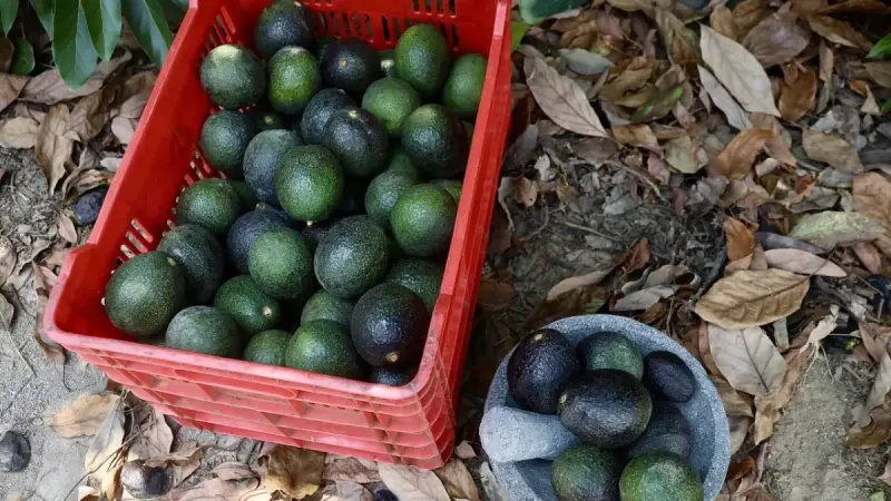 STPS publica reglas del programa piloto del Certificado Laboral Agroexportador; arranca con aguacate