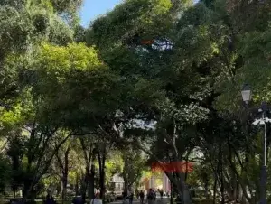 Felifer abre puerta a nueva audiencia ciudadana por arbolado en Querétaro