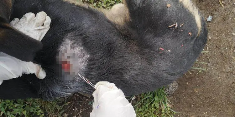 Acumula Coahuila 102 casos de gusano barrenador en perros