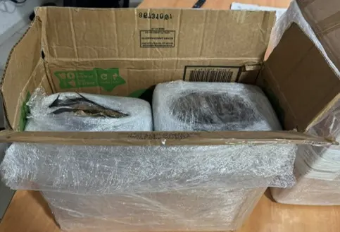 Lleva FGR a prisión a detenido con 26 kilos de marihuana en Morelia