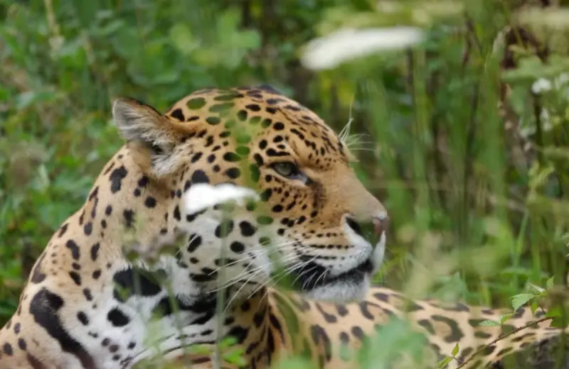 Perros y gatos domésticos pueden llevar enfermedades hasta el territorio de jaguares y pumas, una amenaza poco visible que pone en riesgo a especies vulnerables y revela por qué la tenencia responsable también protege la biodiversidad