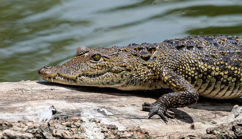 Fugaz y la fauna de San Baltazar: el cocodrilo que será reubicado