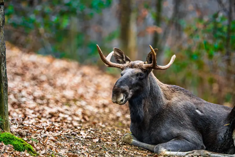 Los alces habían desaparecido de Kentucky, pero liberaron 1,541 ejemplares en 1997 y las antiguas minas de carbón convertidas en pastizales ayudaron a que la manada creciera hasta 13 mil