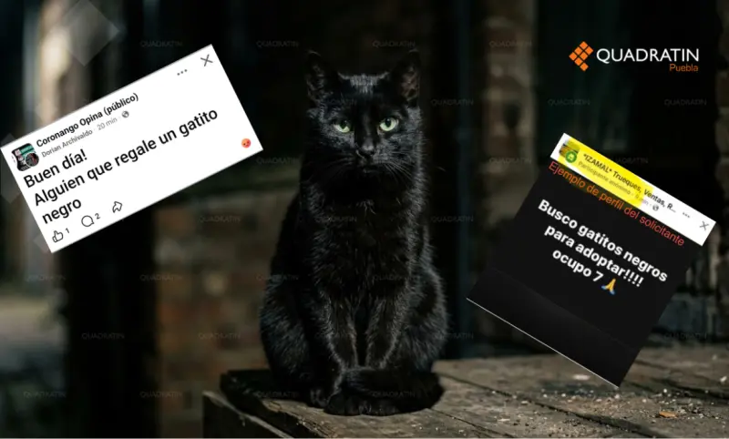 Alertan por posible venta de gatos para rituales en Puebla, México