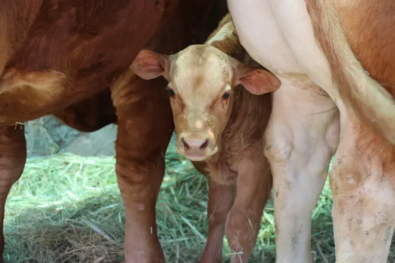 Proponen reglamento para inspeccionar negocios de alimentos y animales