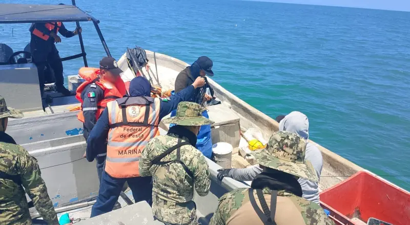 Retienen 835 kilos de ostión en operativo en Campeche