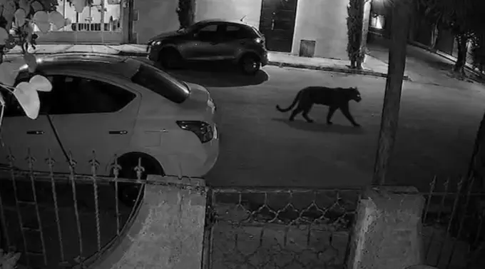 Pantera mascota ataca a mujer en Durango y moviliza a autoridades