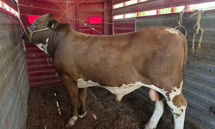 Gusano barrenador no da tregua: Quintana Roo acumula mil 200 casos