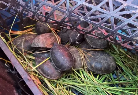 Aseguran a 95 animales silvestres de tráfico ilegal en Samalayuca
