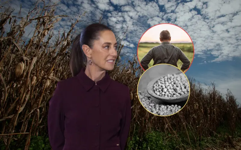 La industria del sorgo tuvo su peor caída en 40 años, poniendo en peligro la cadena alimentaria nacional y obligando a los productores a abandonar más de un millón de hectáreas ante el grano extranjero, la poca rentabilidad y la falta de apoyos del gobier