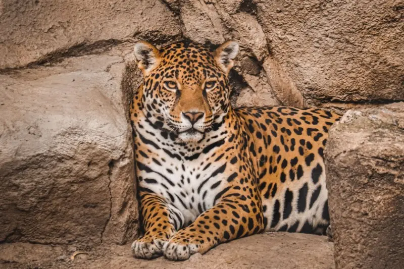 México reportó un aumento en la población de jaguares; aun así continúan en peligro de extinción