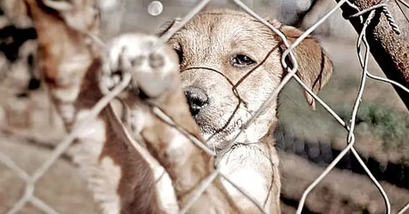 Duplican denuncias por maltrato animal en Cuernavaca