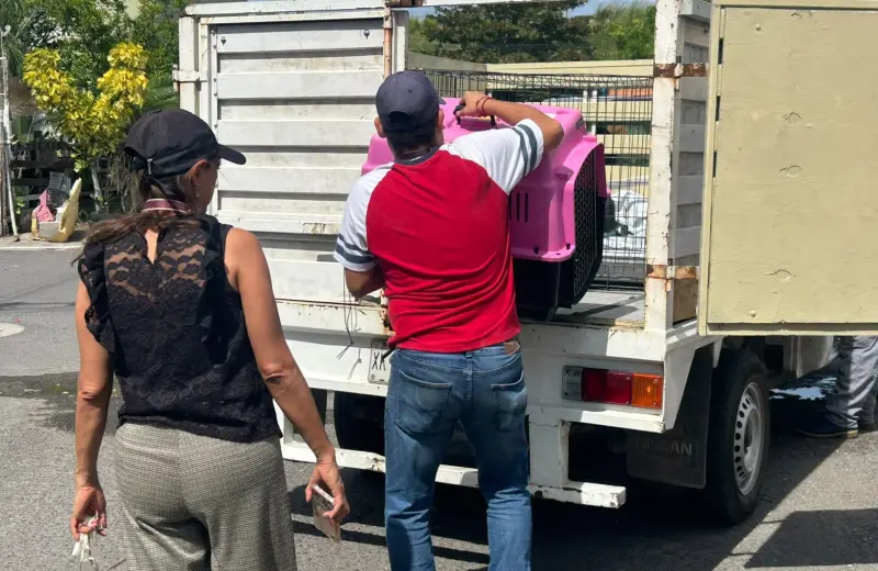 Rescata Ayuntamiento de Veracruz a perrita