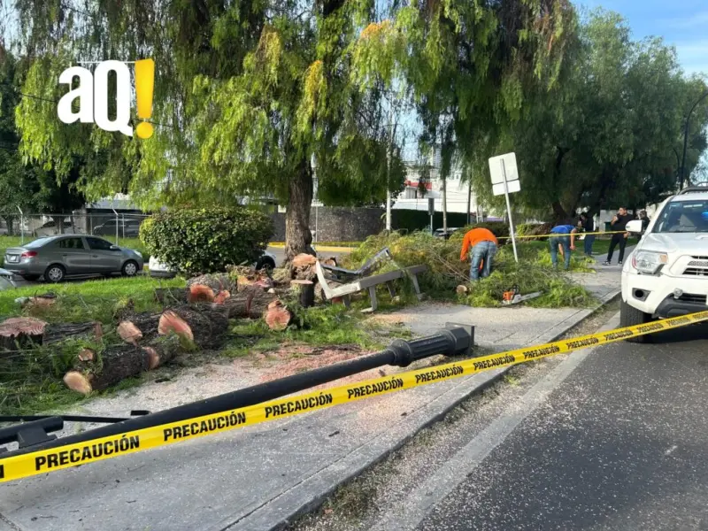 Árbol cae sobre Calzada de Los Arcos y derriba luminaria pública