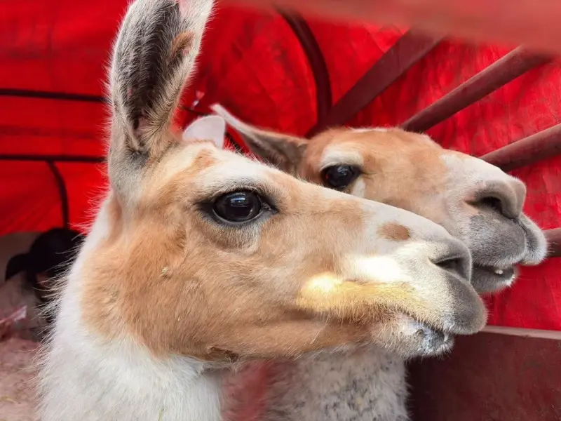 ¿Qué hacían dos llamas en El Marqués? Autoridades las resguardan y trasladan a una UMA