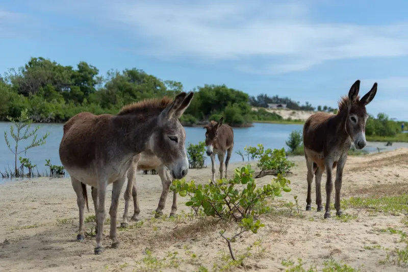 Liberaron 28 asnos salvajes en un desierto y 44 años después cientos de ellos están ayudando a recuperarlo al dispersar semillas, excavar pozos de agua y crear condiciones para que otras especies sobrevivan