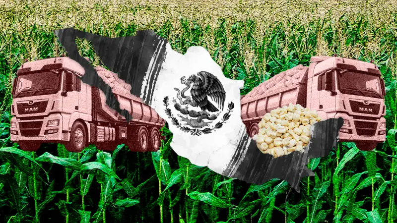 Día Nacional del Maíz: México sólo producirá 49% del grano que consumirá en 2026