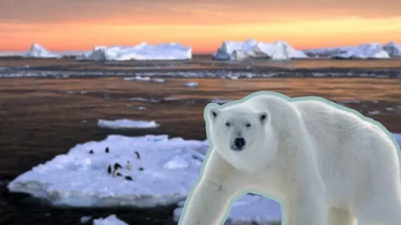 Aunque el hielo marino desaparece rápidamente en Svalbard, sus osos polares están engordando al adaptarse a nuevas fuentes de alimento, un hallazgo positivo que no significa que estén a salvo del cambio climático