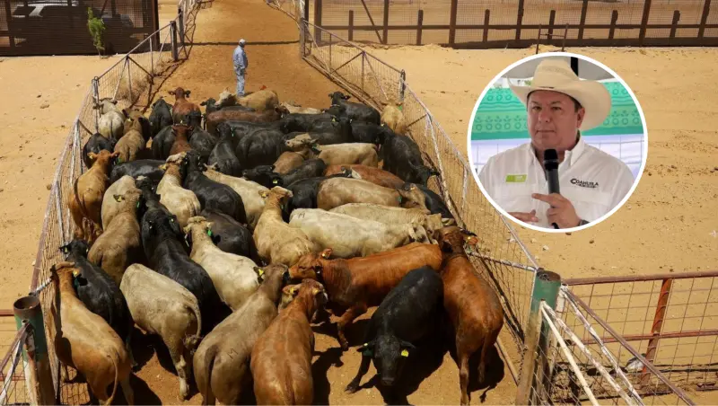 Chihuahua reanuda exportación de ganado; Coahuila espera su turno