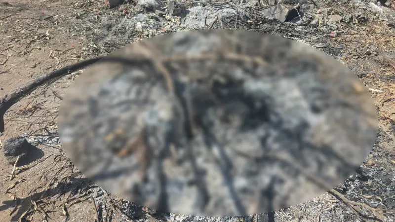 Denuncian muerte de perro con indicios de haber sido quemado en Ensenada