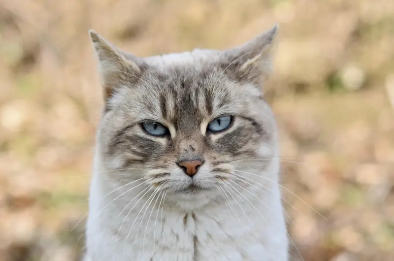 Dormir con tu gato: cuándo el cariño puede convertirse en un riesgo para la salud