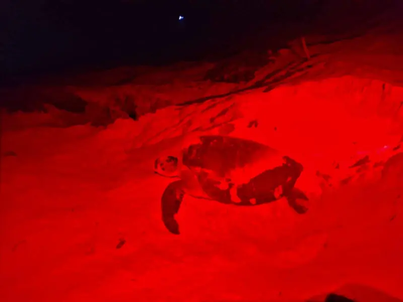 Punta Sur protege 625 nidos de tortuga marina durante temporada 2026