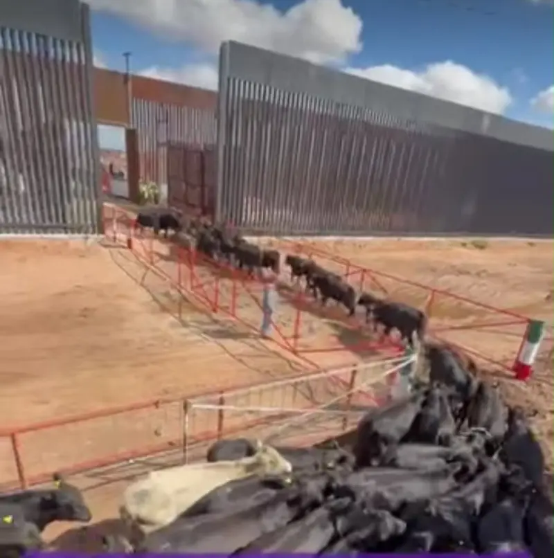 Reanudan exportación de ganado de Chihuahua a Estados Unidos por San Jerónimo