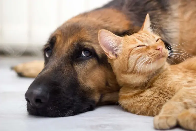 Técnica para calmar a mascotas ante ruido de pirotecnia