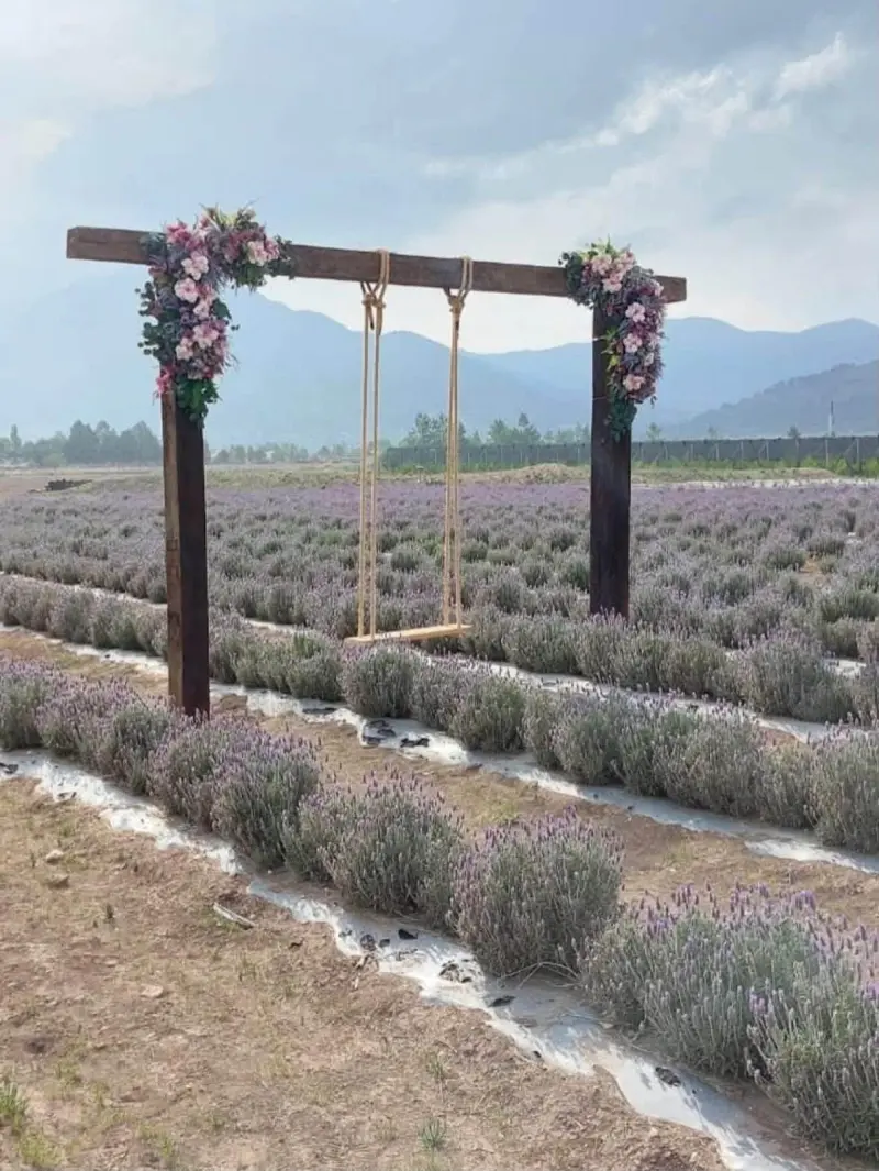 Reabren de forma gradual los campos de lavanda en Los Lirios, Arteaga