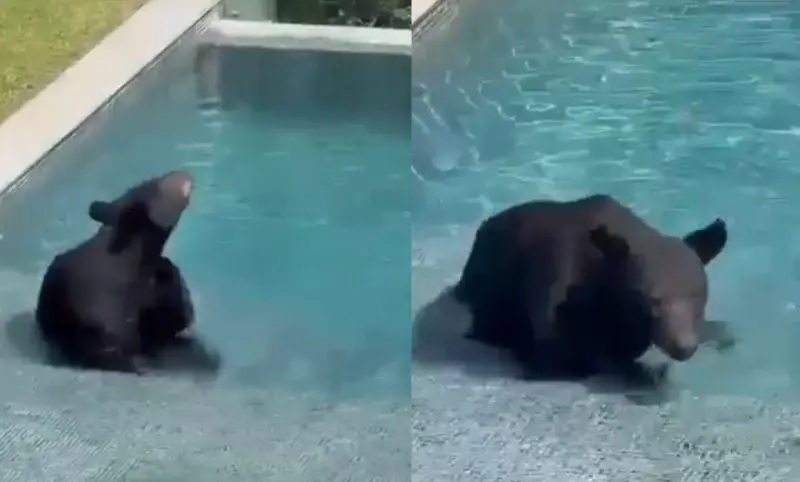 Oso es captado dentro de una alberca en Monterrey