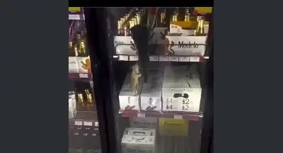 Un roedor camina entre bebidas embriagantes en refrigerador de OXXO en Zapopan