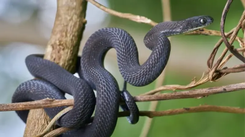 Científicos descubren en Etiopía una nueva especie de serpiente que se alimenta exclusivamente de huevos y cuya existencia permaneció sin reconocer hasta que una hembra encontrada en un bosque de montaña reveló diferencias con sus parientes