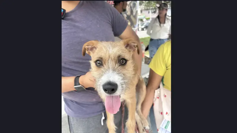 Perrito Loky espera nueva oportunidad tras ser rechazado por su familia en Neza