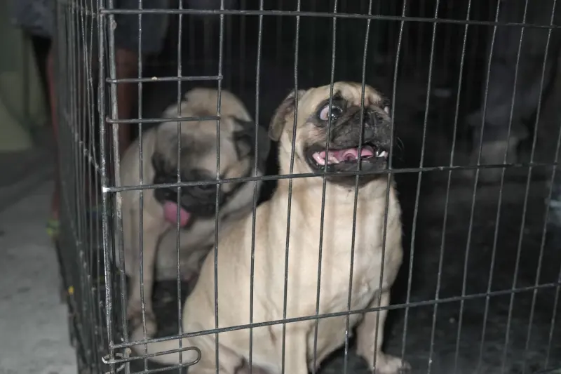 Rescata Ayuntamiento de Veracruz a 2 caninos abandonados
