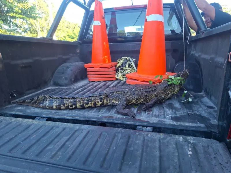 Capturan lagarto de gran tamaño en predio de Buctzotz