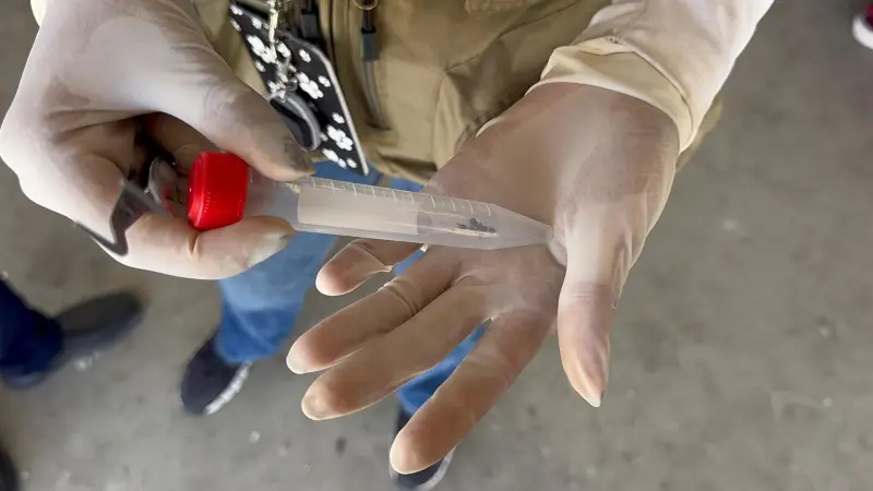 Ensenada registra 32 casos de rickettsiosis y 14 defunciones en 2026