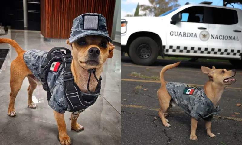 ¿Quién es Comando, el chihuahua de la Guardia Nacional?