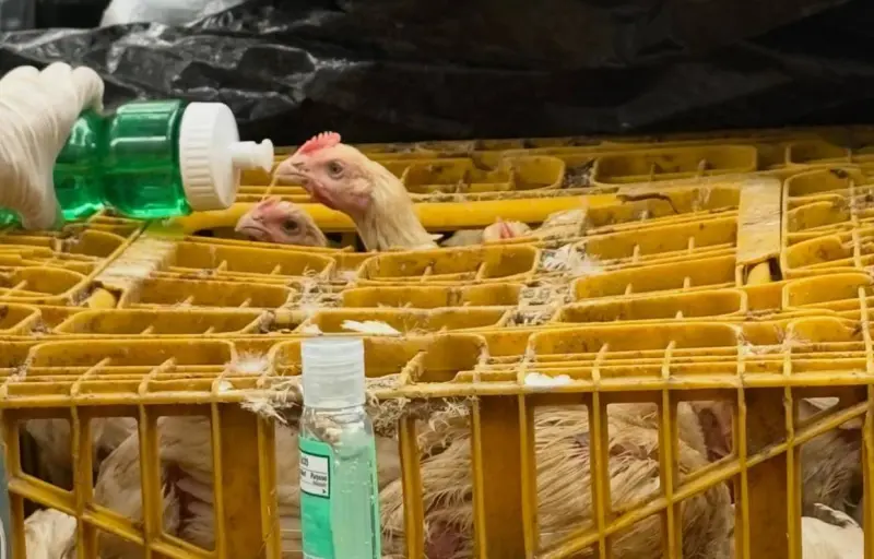 Salva un perro a 80 gallinas halladas en un camión en Brooklyn