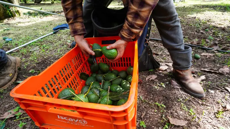 México frenará exportación de aguacate ligado a deforestación