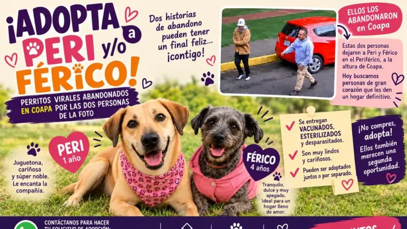 Peri y Férico necesitan un hogar definitivo; fueron abandonados en Coapa