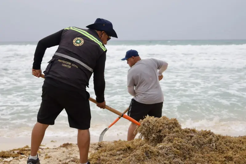 Afloja el sargazo en Cancún tras una temporada de alta recolección